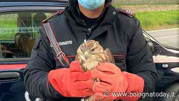 La poiana ha un'ala spezzata: carabinieri la catturano per le cure - BolognaToday