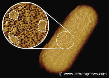 Study Reveals Complex Architecture of Membrane That Protects Some Deadly Bacteria From Antibiotics - Genetic Engineering & Biotechnology News