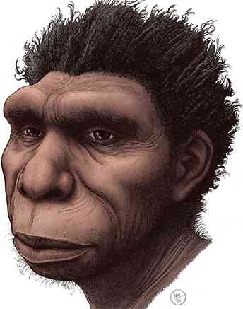 Resolving the “Muddle in the Middle” – Experts Name New Species of Human Ancestor