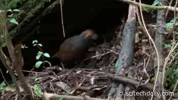 The Early Bird Gets…the Truffle? Birds Hunt for Fungi, Too