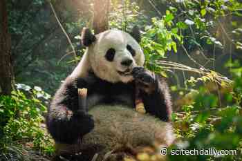 Giant Pandas’ Distinctive Black and White Pattern Provides Effective Camouflage