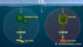 Marine Carbon Sequestration: New Research Delves Into Fate of Ocean Carbon
