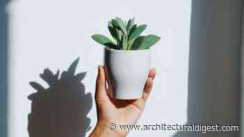 Retail Therapy: Deals to Shop From The Company Store, Urban Outfitters, The Nice Plant, and More - Architectural Digest