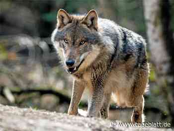 Wolfsbegegnung: 7 Verhaltenstipps - Landkreis Stade - Tageblatt-online