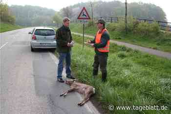 Wildunfall: So verhalten sich Autofahrer richtig - Landkreis Stade - Tageblatt-online