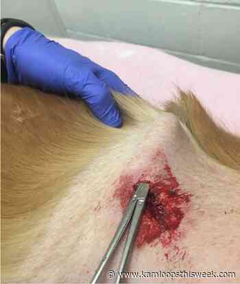 Dog attack on Kamloops child brings back stressful memories for mom - Kamloops This Week