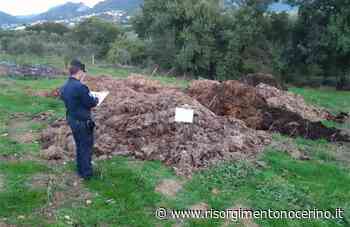 Carabinieri forestali all'opera a Olevano e Giffoni Valle Piana - risorgimentonocerino.it