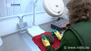 In Rotselaar is het allereerste egelopvangcentrum van Vlaanderen geopend - ROB-tv