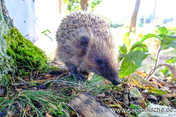 Igel-Mord in Dresden: "Peta" setzt Belohnung aus - Sächsische.de
