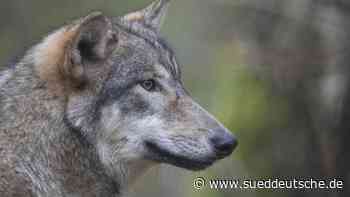 Zahl der Wolfsrudel steigt: Aber nur in Ostsachsen - Süddeutsche Zeitung