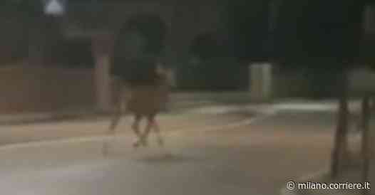 Lecco, un cervo a spasso accanto allo stadio. Lo stupore della volontaria: «Non ci crederà nessuno» - Corriere della Sera