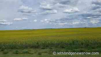 It`s a valuable crop, so canola needs protection from bin spoilage - Lethbridge News Now
