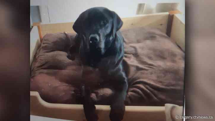 Buddy the black Labrador found safe in stolen minivan recovered at Calgary parking lot