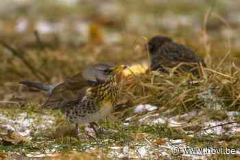 COLUMN Limburgs Landschap: Kramsvogels - Het Belang van Limburg