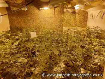 Business closed down after more than 200 cannabis plants found by police and council