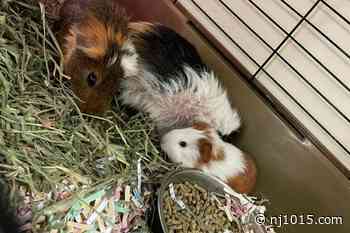 11 abandoned guinea pigs found in Gloucester County, NJ - New Jersey 101.5 FM