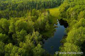 Latest Green Bond Purchase Safeguards Largest Unprotected Forest In Wisconsin - Forbes