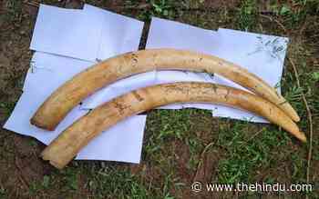 Missing elephant tusks found abandoned in forest - The Hindu
