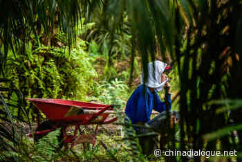 Europe wants to be ‘forest-positive’, but how to drive action on the ground? - chinadialogue