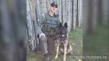 K9 unit locates missing girl in Tiny Township forest - CTV News Barrie