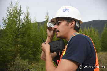 Studying the forest for the trees – Wildsight - Wildsight