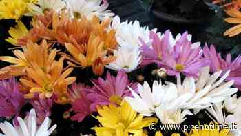 Cia Ascoli-Fermo: ''Qualità dei crisantemi elevata ma a prezzi più alti causa aumenti costi di produzione'' - picenotime
