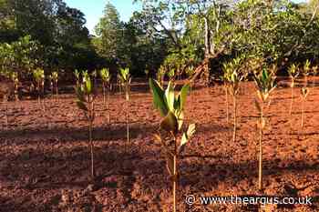 Sussex health food specialist to plant trees for each order - The Argus