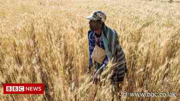 Ethiopia food crisis: Why does PM have a problem with wheat aid? - BBC News