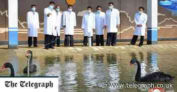 North Korea begins farming 'delicious' black swans as nation faces spiralling food shortages - Telegraph.co.uk