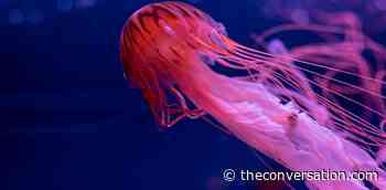 Curious Kids: How do jellyfish find their food -- and how do they poop? - The Conversation Africa