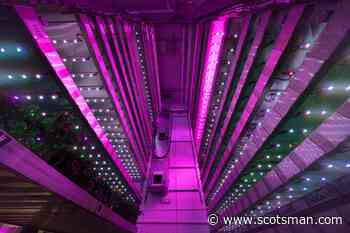 COP26: Scottish firm to showcase future of food growing at pop-up vertical farm - The Scotsman