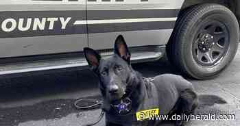 What makes a police leader effective? Aurora University professor sets out to find the answer - Chicago Daily Herald