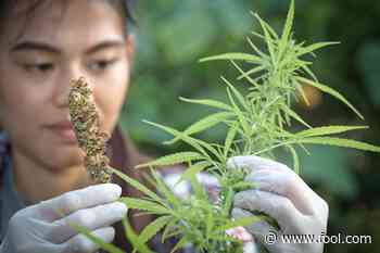 Better Cannabis Stock: Sundial Growers vs. Aurora Cannabis - Motley Fool