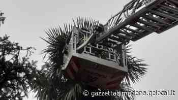 Modena. Bloccata in cima a una palma, salvata la gattina Renata - La Gazzetta di Modena