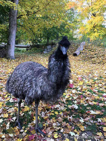 Geheimnis gelüftet: Das kleine Erdmännchen im Tiergarten hat einen Namen