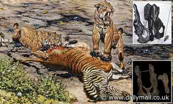 Fossils: Sabre-toothed cats suffered from hip condition just like modern felines, study finds