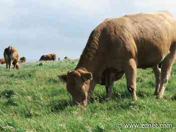 Schreiber Foods back to normal after ransomware attack shuts down milk plants