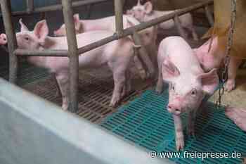 Opa und Enkel fliegen mit Diebstahl in Hainichen auf - Freie Presse