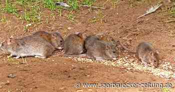 Bürger klagen über immer mehr Ratten in Neunkirchen - Saarbrücker Zeitung