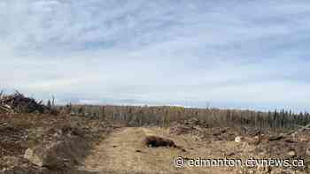 Officers in Edson are asking for tips in a poaching investigation, after mother bear shot and killed - CTV News Edmonton