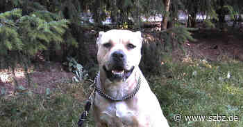 Sindelfingen: Knackige Kosten für Kampfhunde - Sindelfinger Zeitung / Böblinger Zeitung
