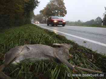 Senden: Wildunfall und anschließend Auffahrunfall - 2 Verletzte - BSAktuell