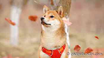 Shiba Inu's Rallies Are Greatly Influenced by Decisions Made by 8 Crypto Whales