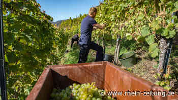 Weinernte an der Mosel: Jetzt reift ein spezieller Jahrgang - Rhein-Zeitung