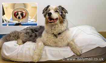 Language: Dogs pick up on individual words in a similar way to human babies, study finds