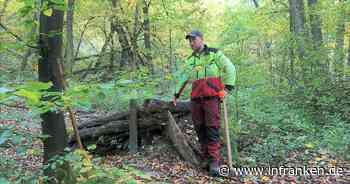 Bamberg: Forstverwaltung geht gegen illegales Mountainbiking im Altenburger Wald vor