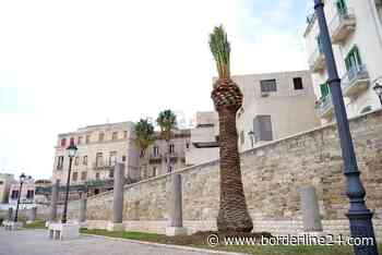 Bari, nuove palme e luminarie: in centro iniziano i preparativi per il Natale - Borderline24.com