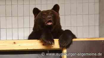 Die Braunbären Bengt und Björn finden im Augsburger Zoo Unterschlupf