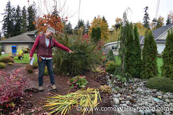 Comox Valley Nature volunteers educating homeowners on invasive plant in the area - Comox Valley Record