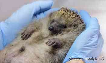 Samarate, riccio ferito: lo salvano i bambini - La Prealpina